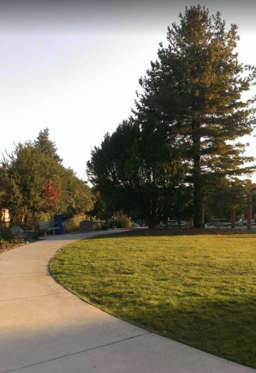 Kirke Park - big tree